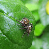 Heavy Jumping Spider