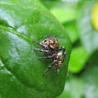 Heavy Jumping Spider