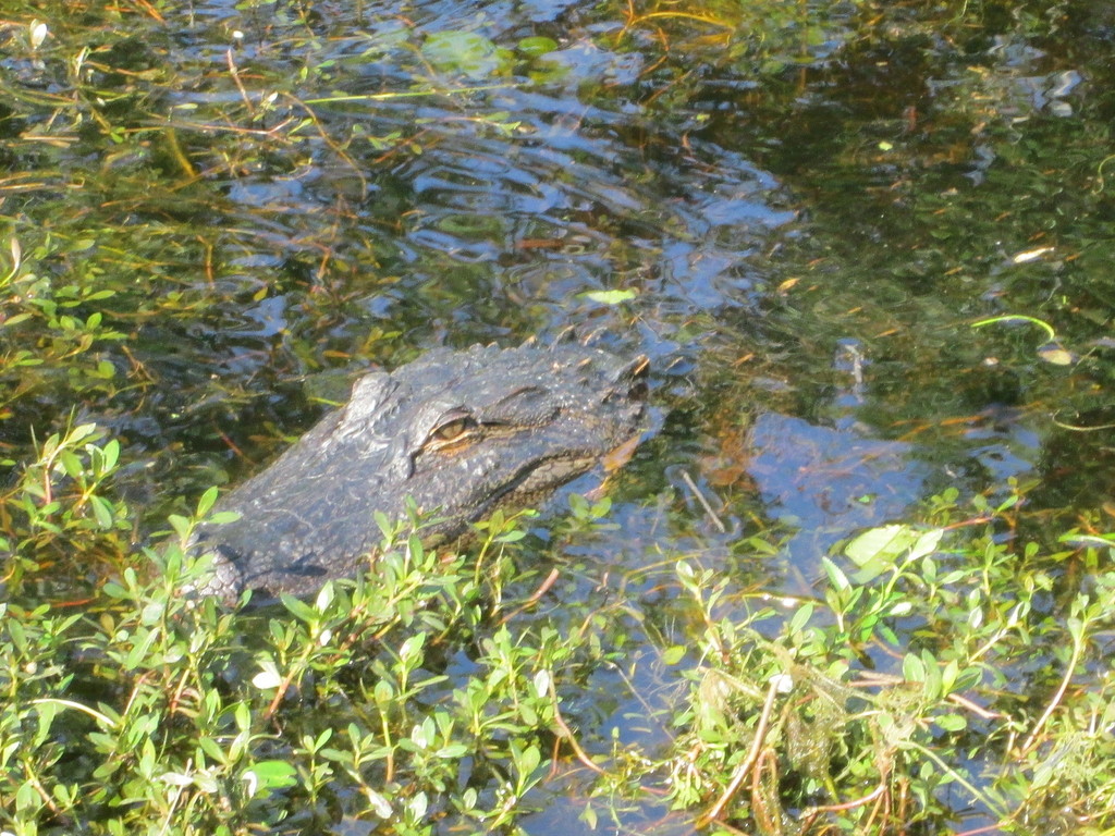 American Alligator