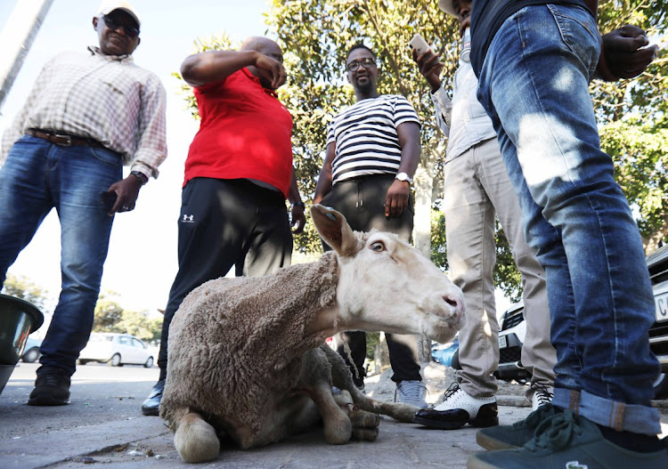 Some members of the Black People National Crisis Committee waiting to slaughter a sheep in Khayelitsha after news broke that former apartheid statesman FW de Klerk had died.