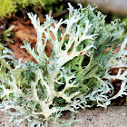 Cartilage lichen