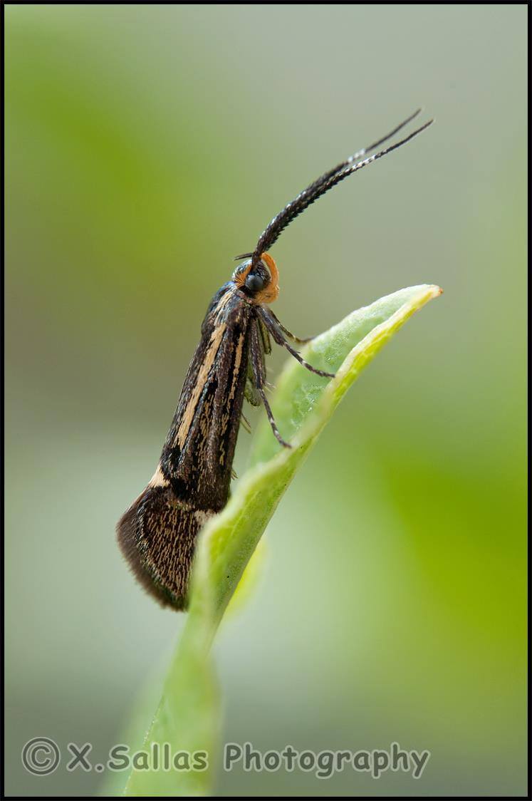 Esperia sulphurella