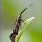 Esperia sulphurella