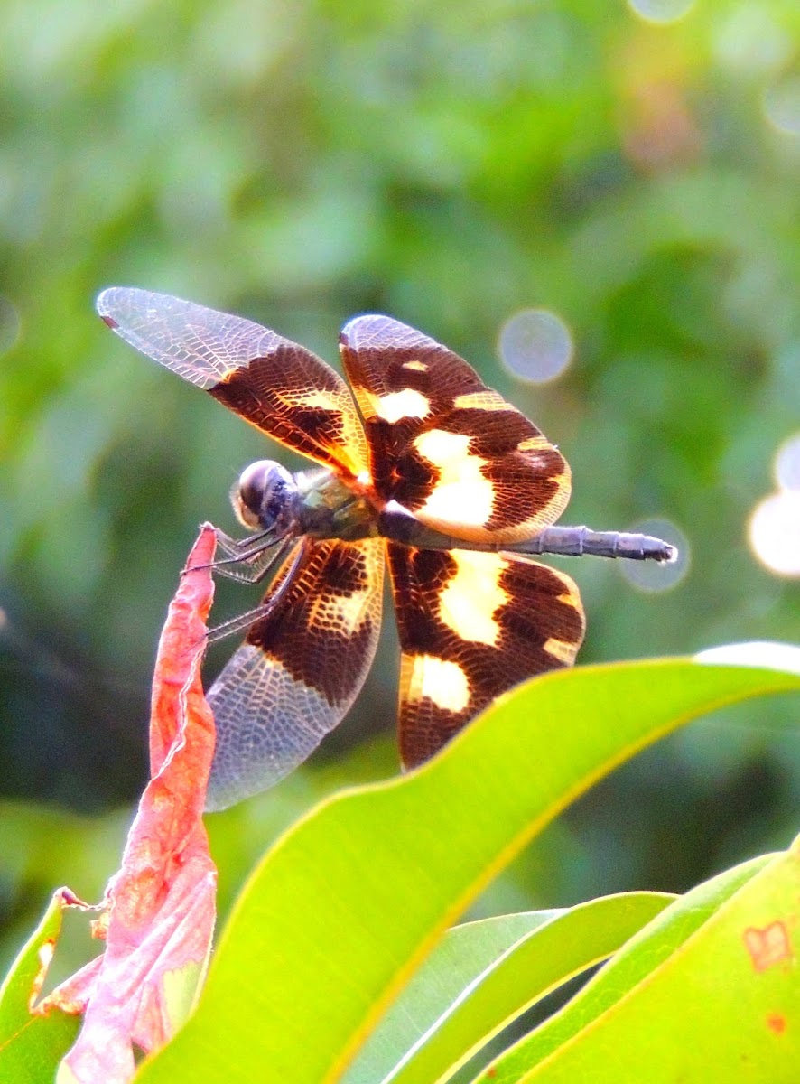 Common Picture Wing Dragonfly