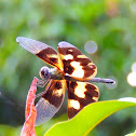 Common Picture Wing Dragonfly