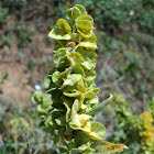 Fourwing Saltbush