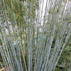 Himalayan Blue Bamboo