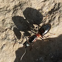 Carpenter ant