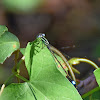 Blue-tailed Damselfly