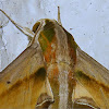 Green Pergesa Hawkmoth