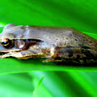 Common Tree Frog