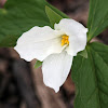 White Trillium