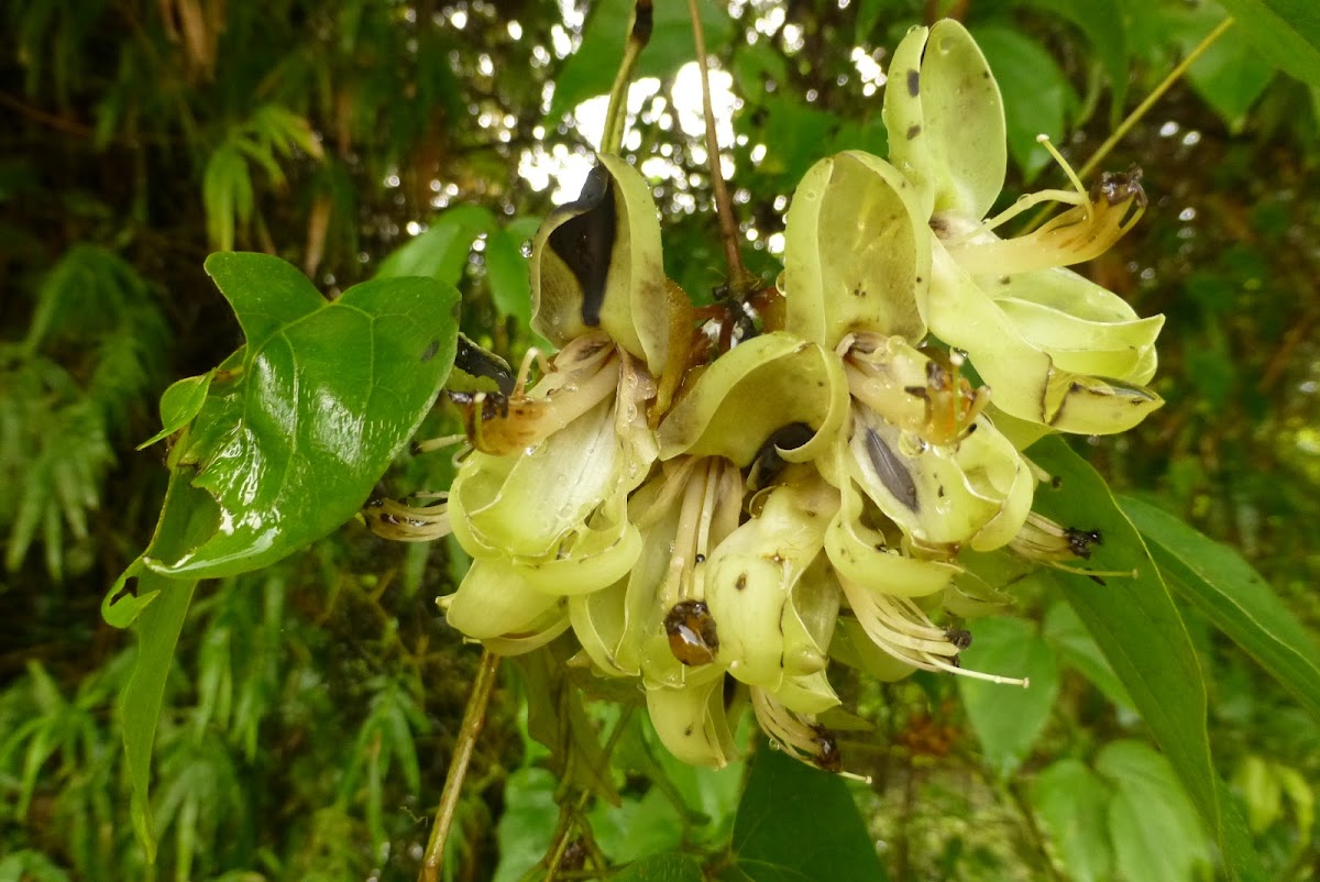 Oxeye Bean