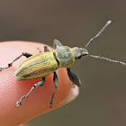 Broad-nosed Weevil