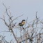 Stonechat; Tarabilla Común