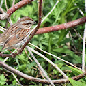 song sparrow