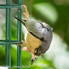 Nuthatch