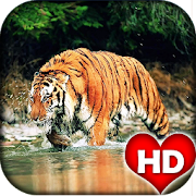 Tiger HD Wallpaper  Icon