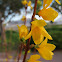 Forsythia