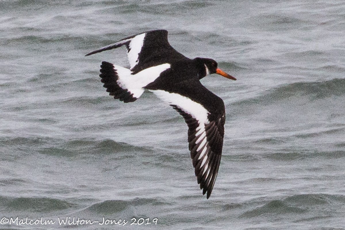 Oystercatcher