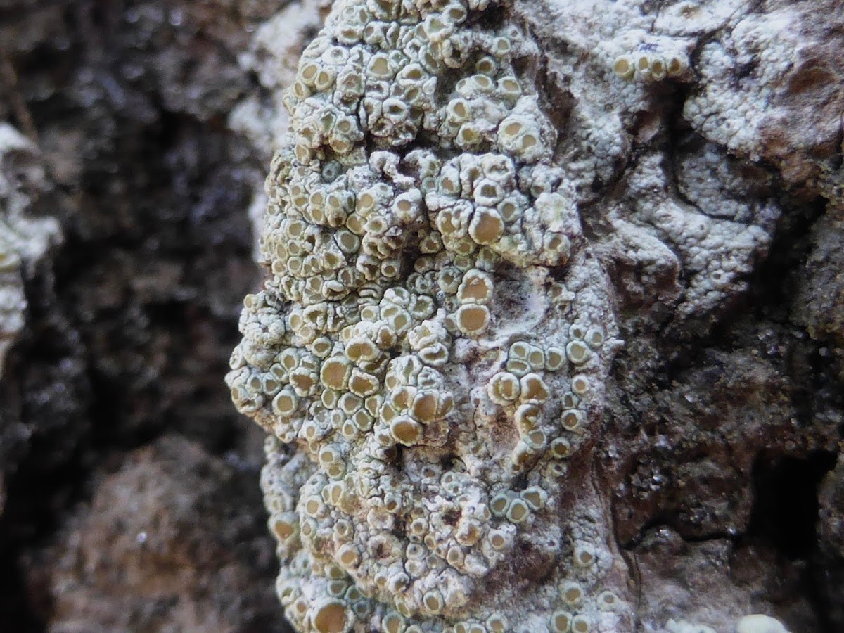 Bumpy Rim-Lichen