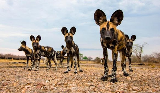 Desert animal documentaries(圖6)-速報App