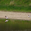 Shelduck