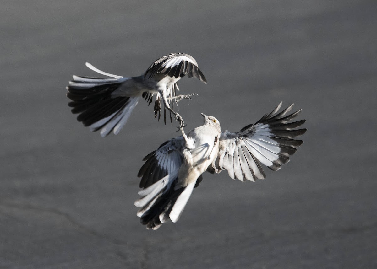 Northern Mockingbird