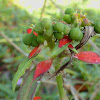 Dwarf Poinsettia