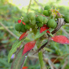 Dwarf Poinsettia