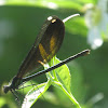 Ebony Jewelwing (female)