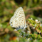 Long-tailed blue