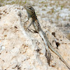 Side-blotched Lizard