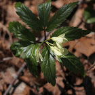 Drooping bittercress