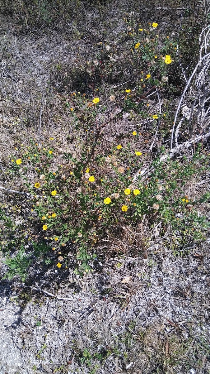 Florida golden aster