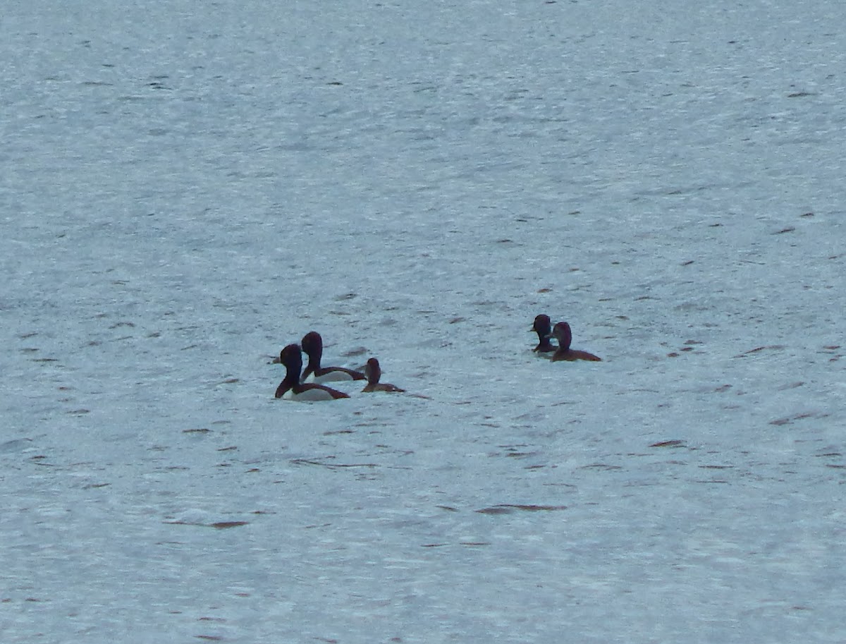 Ring-necked Ducks