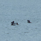 Ring-necked Ducks