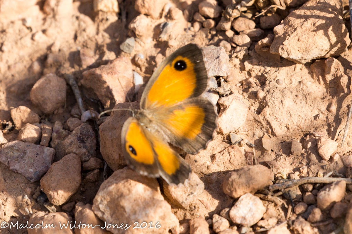 Southern Gatekeeper