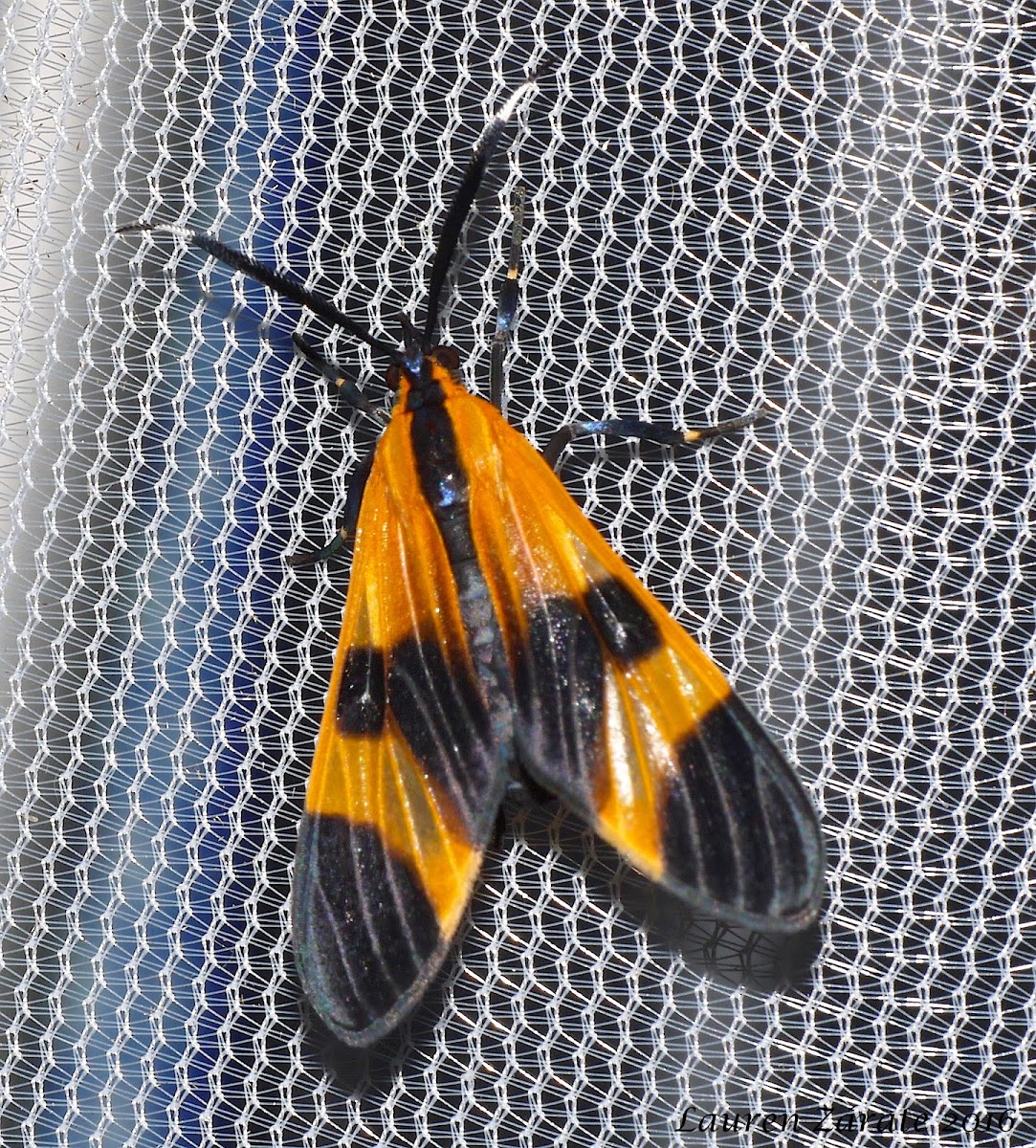 Tiger Moth Mimic of a Net Wing Beetle