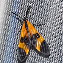 Tiger Moth Mimic of a Net Wing Beetle