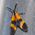 Tiger Moth Mimic of a Net Wing Beetle