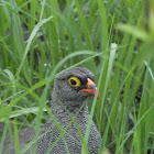 red billed spur fowl