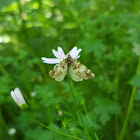 unidentified moth