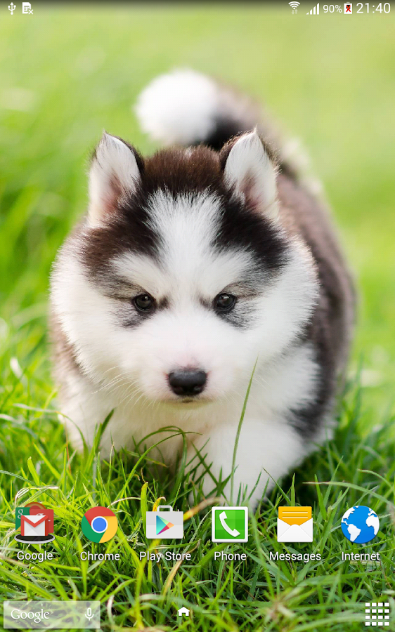  Cute  Puppies Live  Wallpaper  Android Apps on Google Play
