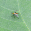 Long-legged Fly