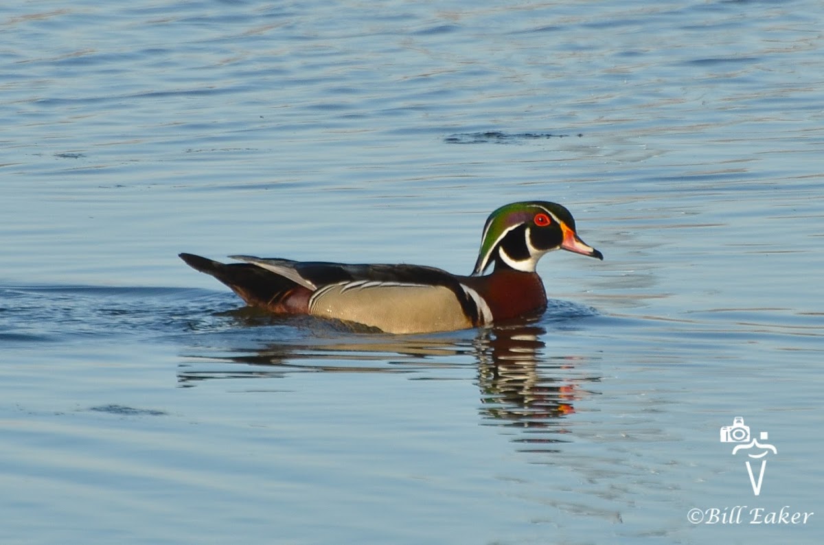 Wood Ducks