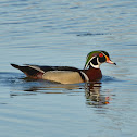 Wood Ducks