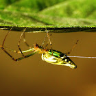 Decorative Silver Orb Spider