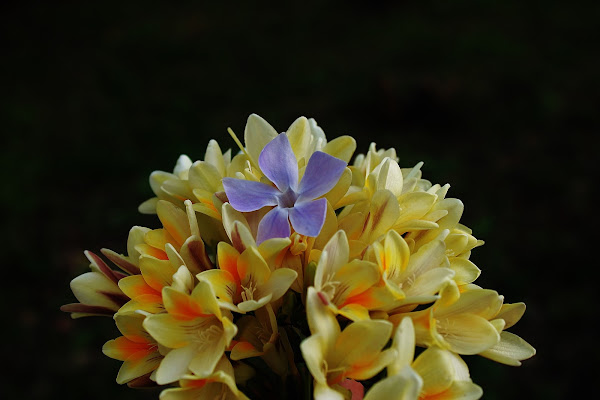 Fiori in Primavera  di antonio_apruzzi