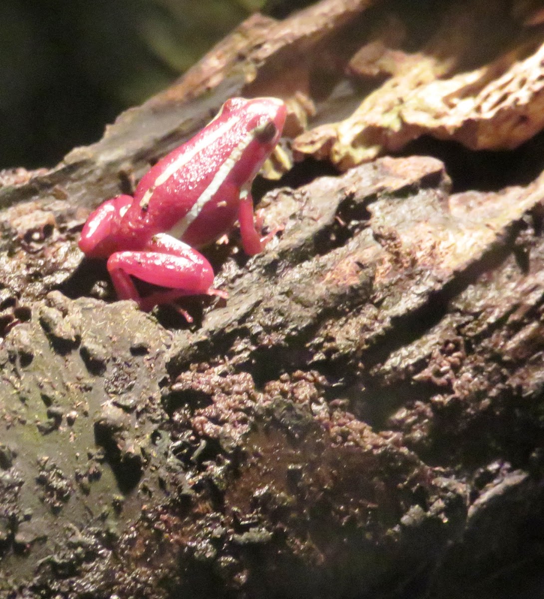 Phantasmal Poison Frog